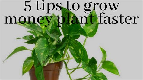 How to Grow and Care for Money Plants—Plus Martha's Tips for.